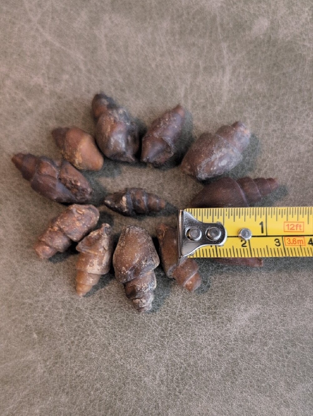 One Dozen Carnelian Fossil Shells - Picture 3 of 3